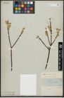 Foto von Salix acutifolia Willd.